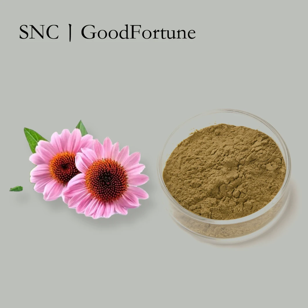 Factory Wholesale Price Plant Extract Echinacea Purpurea Extract 4%