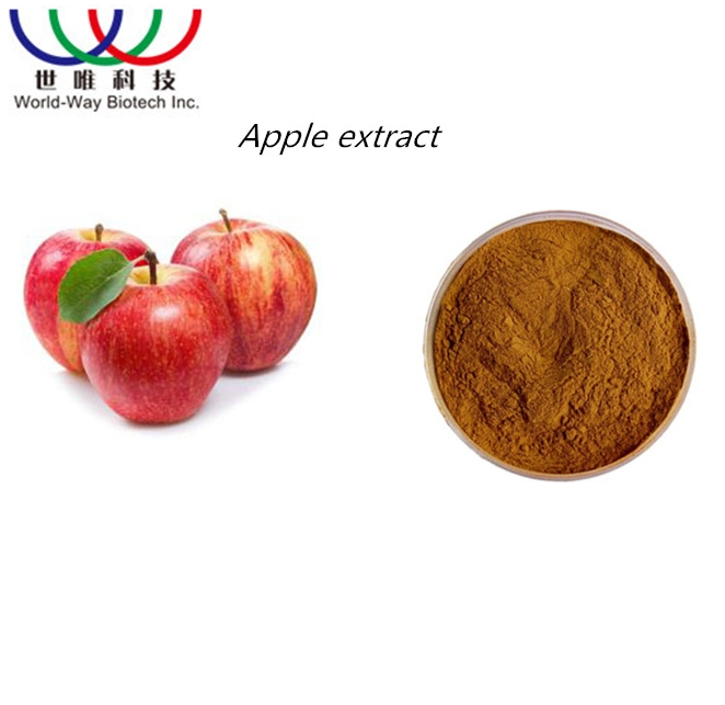 Manufacturer Wholesale Healthy Organic Food Grade High-Purity Apple Extract Powder