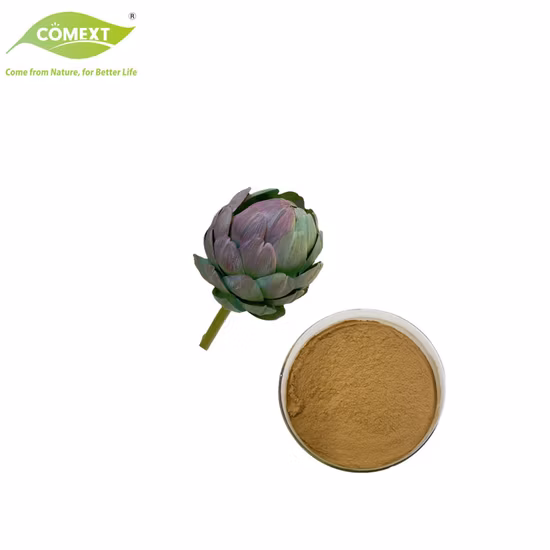 Poudre d'extrait d'artichaut 10 : 1 à 200 : 1 Extrait de Cynara Scolymus
