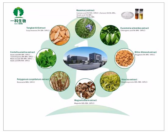 World Well-Being Biotech Certifié ISO et FDA 5 % à 98 % d'acide chlorogénique Artichaut Grain de café vert Extrait de fleur de chèvrefeuille Eucommia Ulmoides