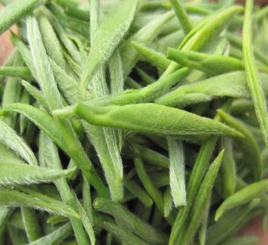 Extrait naturel de feuille de thé de polyphénols de thé de matière première naturelle dans le complément alimentaire