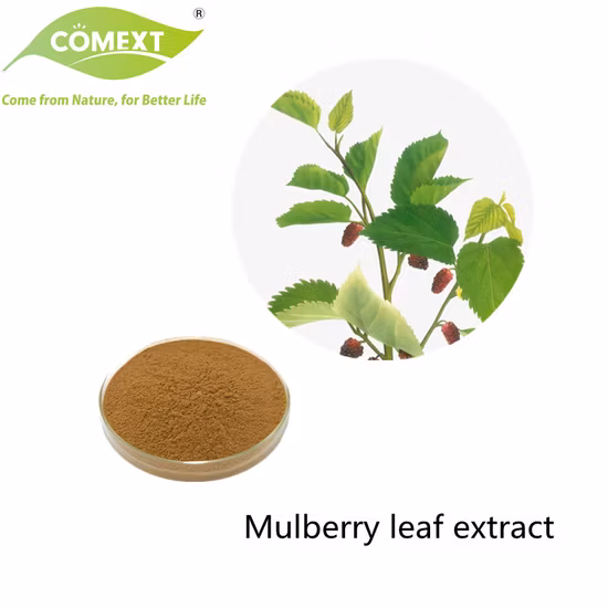 Cynara Scolymus L. Poudre Boost Digestion Perte de poids Cynarine 2,5% 5% UV Extrait de feuille d'artichaut naturel de haute pureté