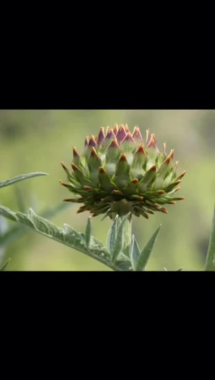 Extrait d'artichaut certifié ISO dans l'extrait de plantes Cynarin 2,5 % à 5 %