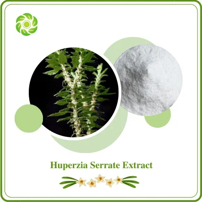 World Well-Being Biotech Extrait naturel de plante certifié ISO et FDA 1% 98% Huperzine a Huperzia Serrate Extract